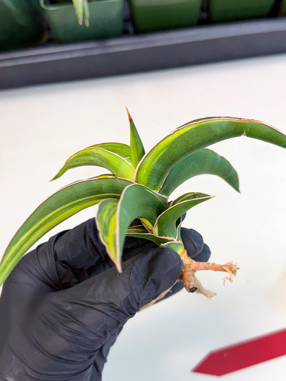 Sansevieria Robusta Narrow Leaf Var (ca4) (r) | Imported House Plants