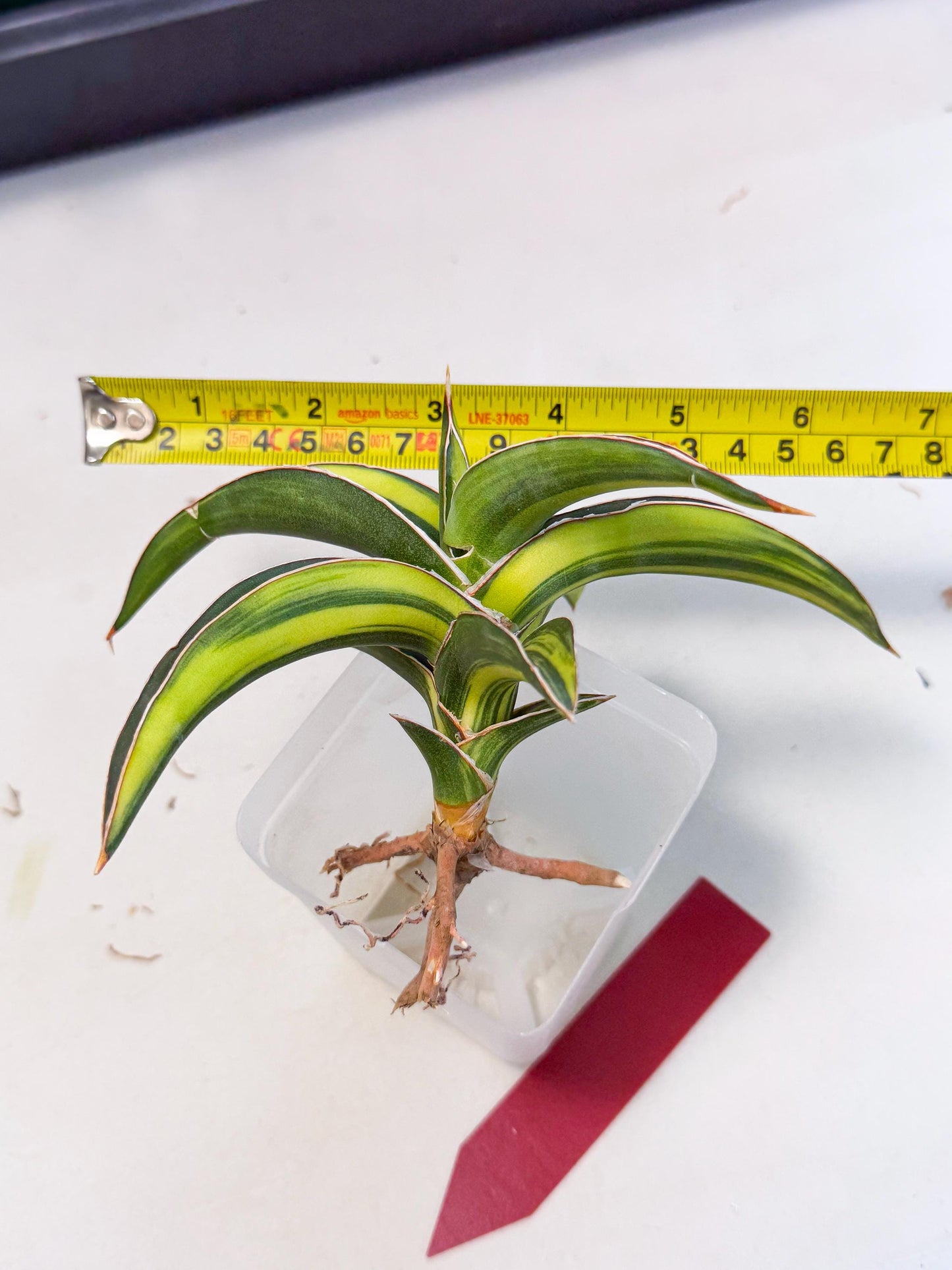 Sansevieria Robusta Narrow Leaf Var (ca4) (r) | Imported House Plants