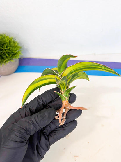 Sansevieria Robusta Narrow Leaf Var (ca4) (r) | Imported House Plants