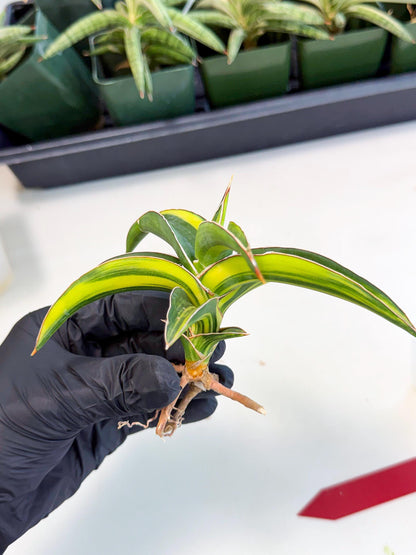 Sansevieria Robusta Narrow Leaf Var (ca4) (r) | Imported House Plants
