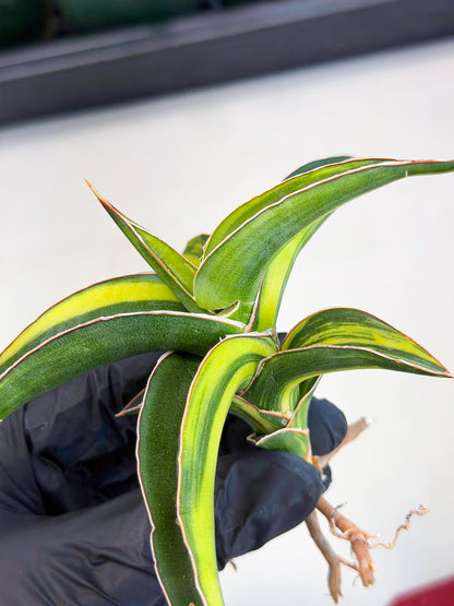 Sansevieria Robusta Narrow Leaf Var (ca4) (r) | Imported House Plants
