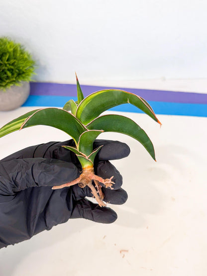 Sansevieria Robusta Narrow Leaf Var (ca4) (r) | Imported House Plants