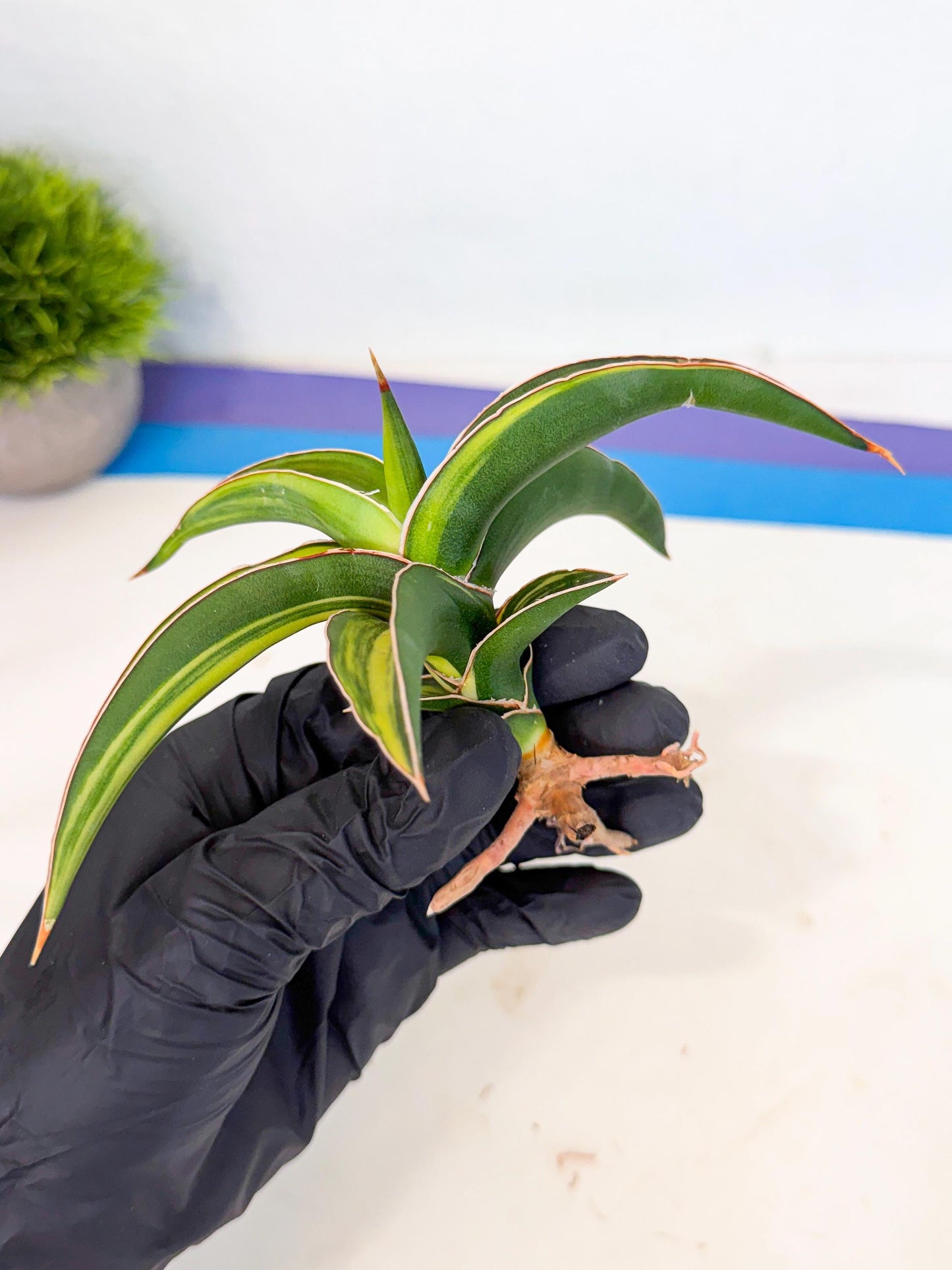 Sansevieria Robusta Narrow Leaf Var (ca4) (r) | Imported House Plants