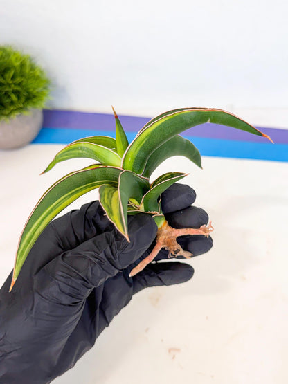 Sansevieria Robusta Narrow Leaf Var (ca4) (r) | Imported House Plants