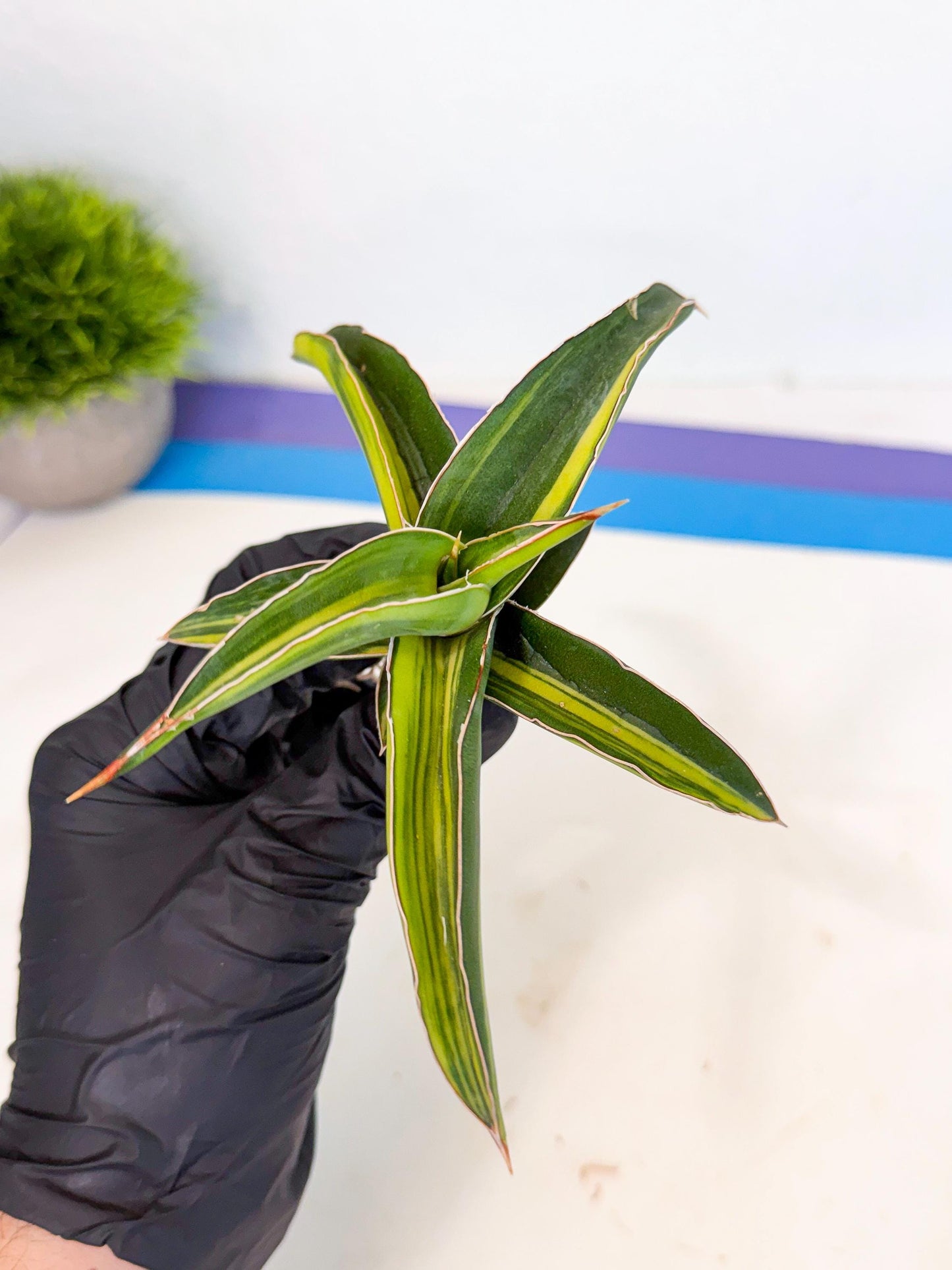 Sansevieria Robusta Narrow Leaf Var (ca4) (r) | Imported House Plants