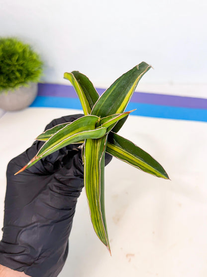 Sansevieria Robusta Narrow Leaf Var (ca4) (r) | Imported House Plants