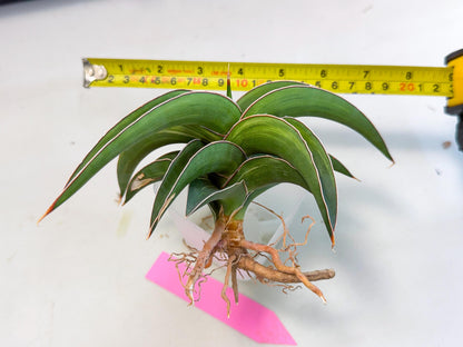 Sansevieria Robusta Narrow Leaf Var (ca4) (p) | Dmg for Propagation