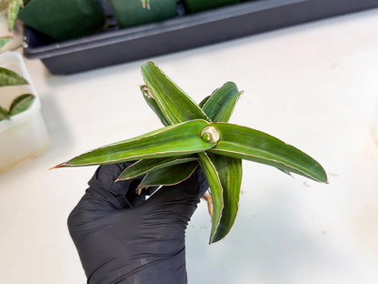 Sansevieria Robusta Narrow Leaf Var (ca4) (p) | Dmg for Propagation