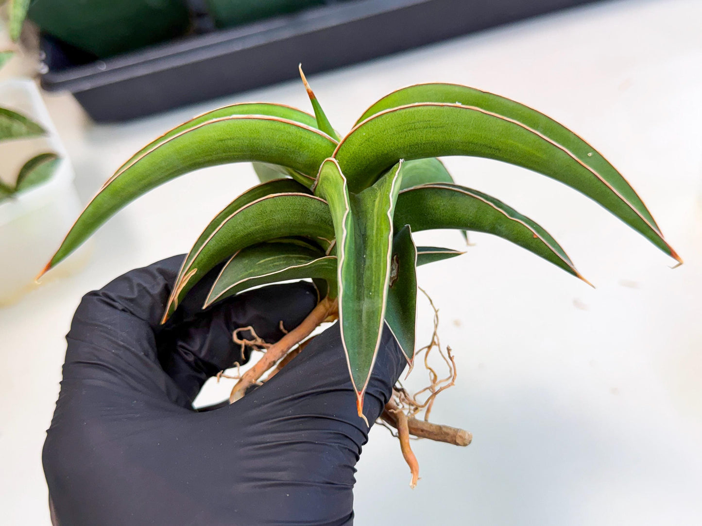 Sansevieria Robusta Narrow Leaf Var (ca4) (p) | Dmg for Propagation