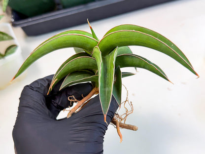 Sansevieria Robusta Narrow Leaf Var (ca4) (p) | Dmg for Propagation