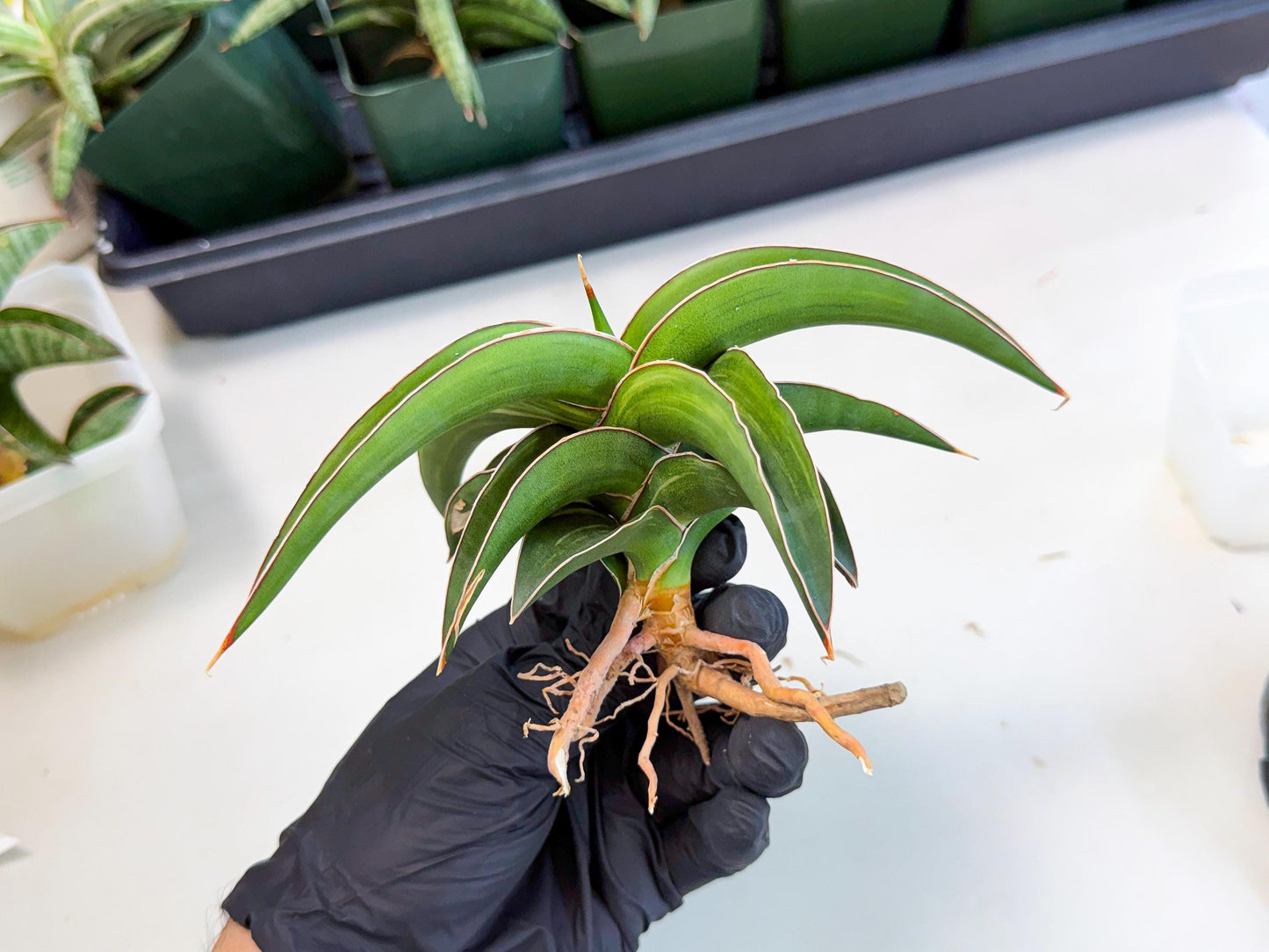 Sansevieria Robusta Narrow Leaf Var (ca4) (p) | Dmg for Propagation