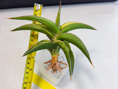 Sansevieria Robusta Narrow Leaf Var (ca4) (y) | Imported House Plants