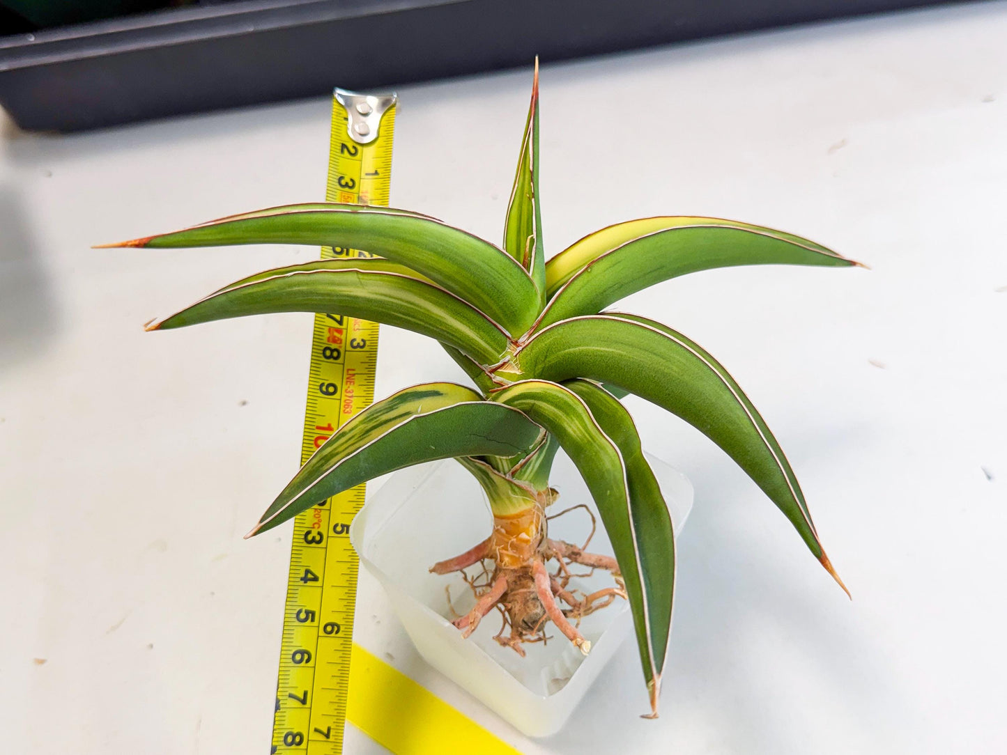 Sansevieria Robusta Narrow Leaf Var (ca4) (y) | Imported House Plants