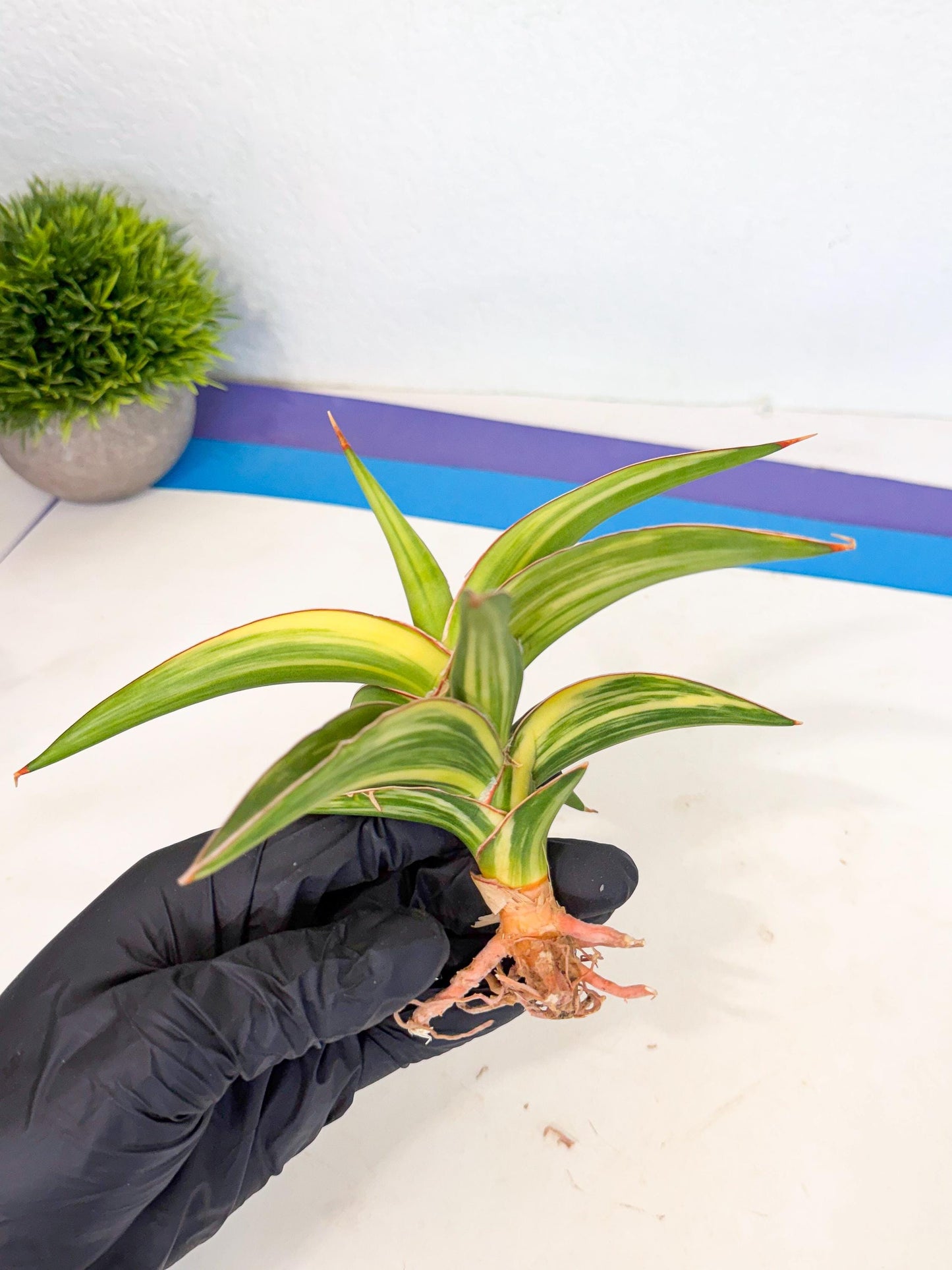 Sansevieria Robusta Narrow Leaf Var (ca4) (y) | Imported House Plants