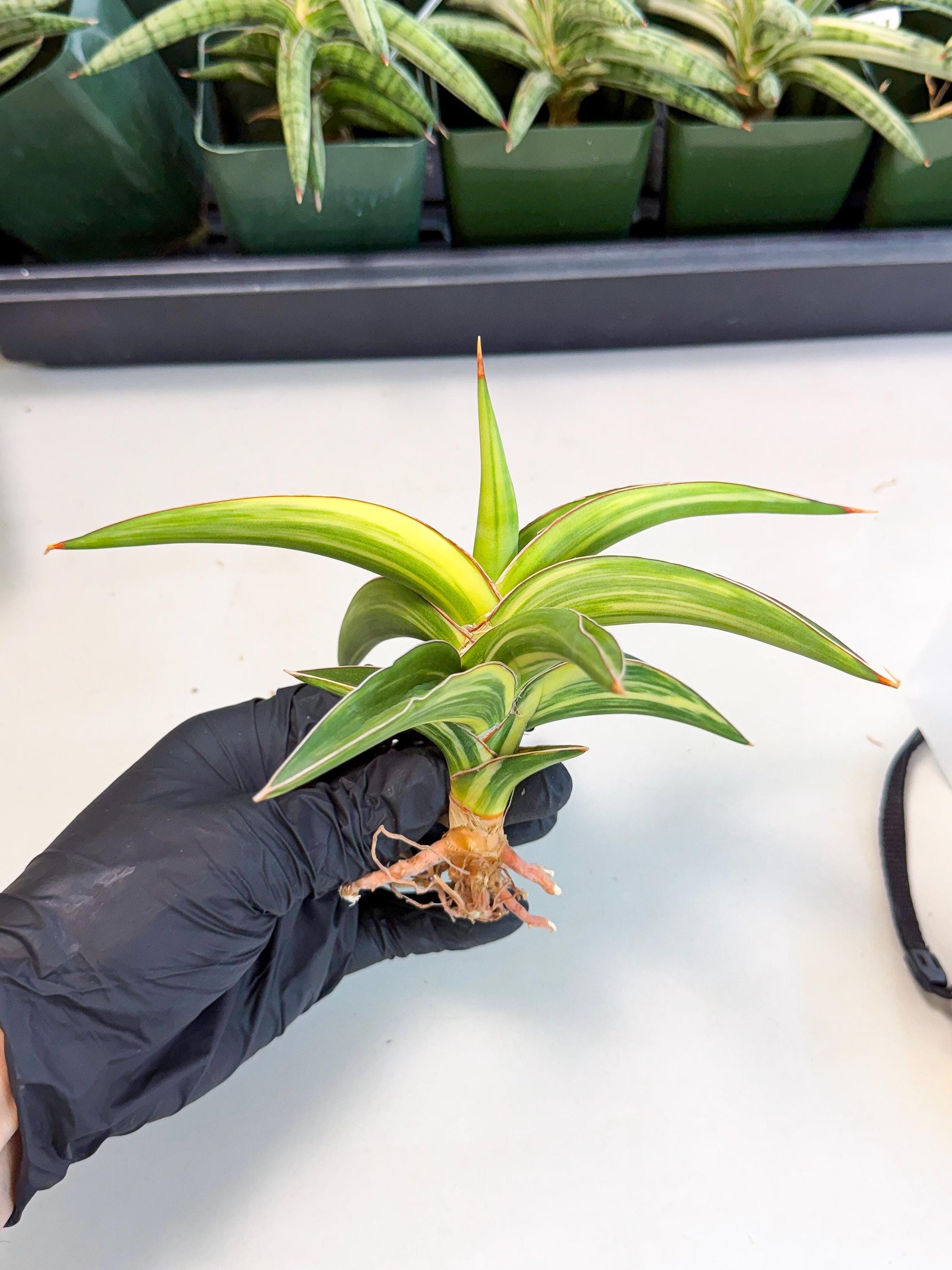 Sansevieria Robusta Narrow Leaf Var (ca4) (y) | Imported House Plants