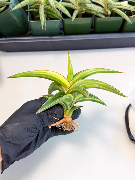 Sansevieria Robusta Narrow Leaf Var (ca4) (y) | Imported House Plants