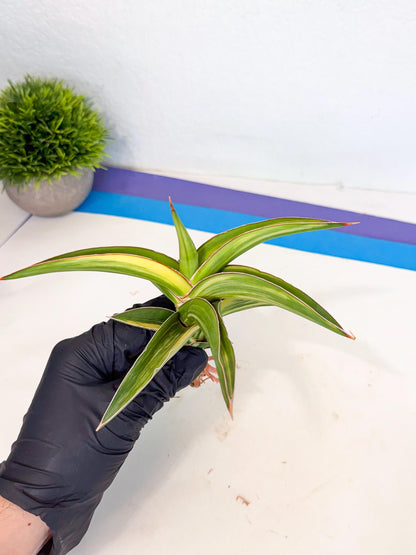 Sansevieria Robusta Narrow Leaf Var (ca4) (y) | Imported House Plants