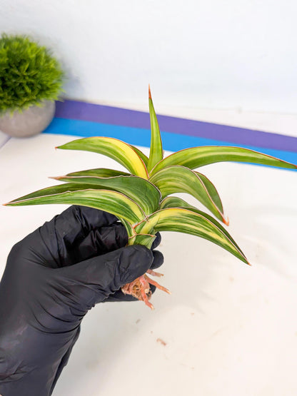 Sansevieria Robusta Narrow Leaf Var (ca4) (y) | Imported House Plants