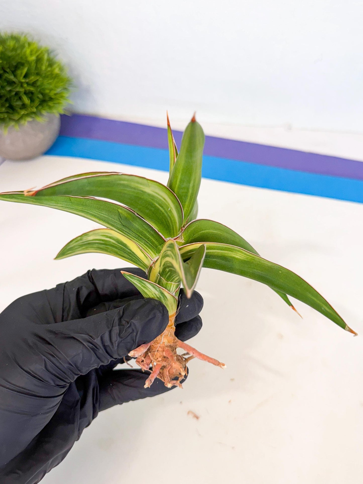 Sansevieria Robusta Narrow Leaf Var (ca4) (y) | Imported House Plants