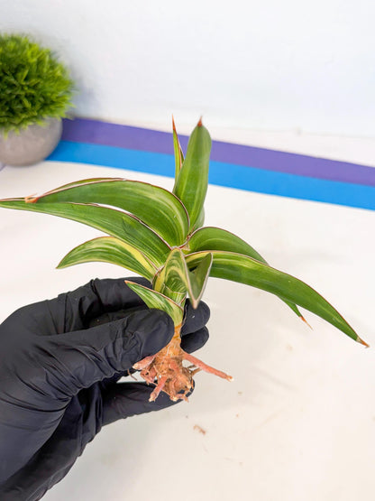 Sansevieria Robusta Narrow Leaf Var (ca4) (y) | Imported House Plants
