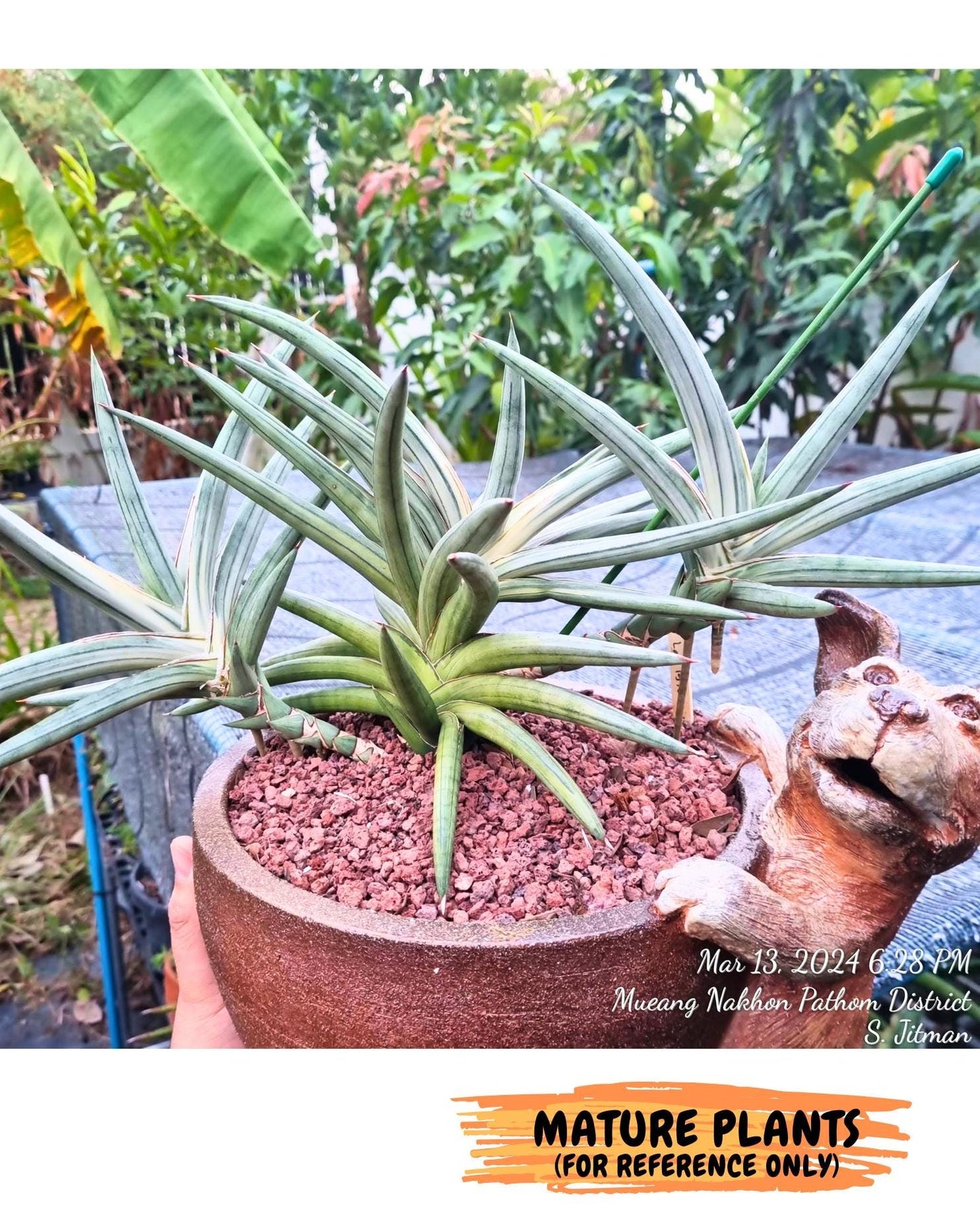 Sansevieria Lav 1970 var (ca4) (o) | Imported