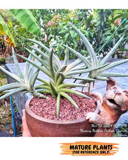 Sansevieria Lav 1970 var (ca4) (r) | Imported