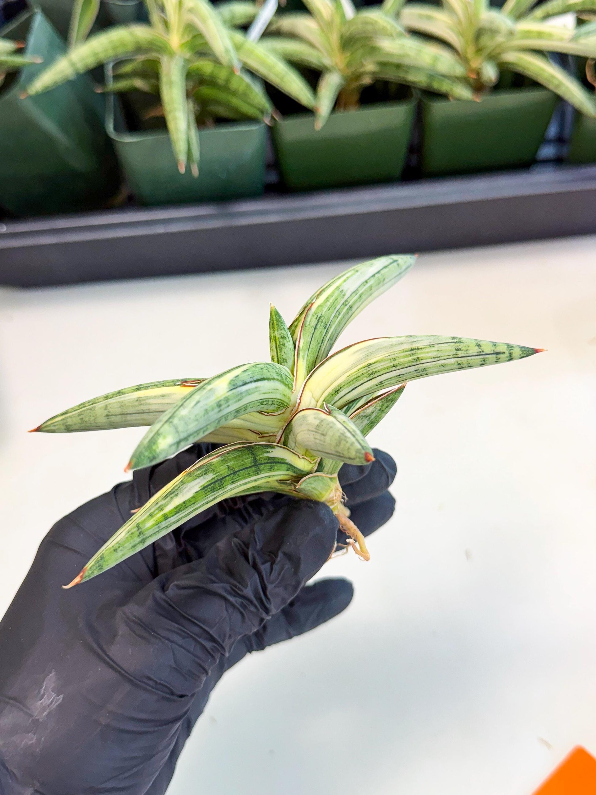 Sansevieria Lav 1970 var (ca4) (o) | Imported