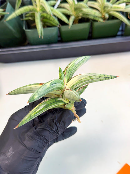 Sansevieria Lav 1970 var (ca4) (o) | Imported