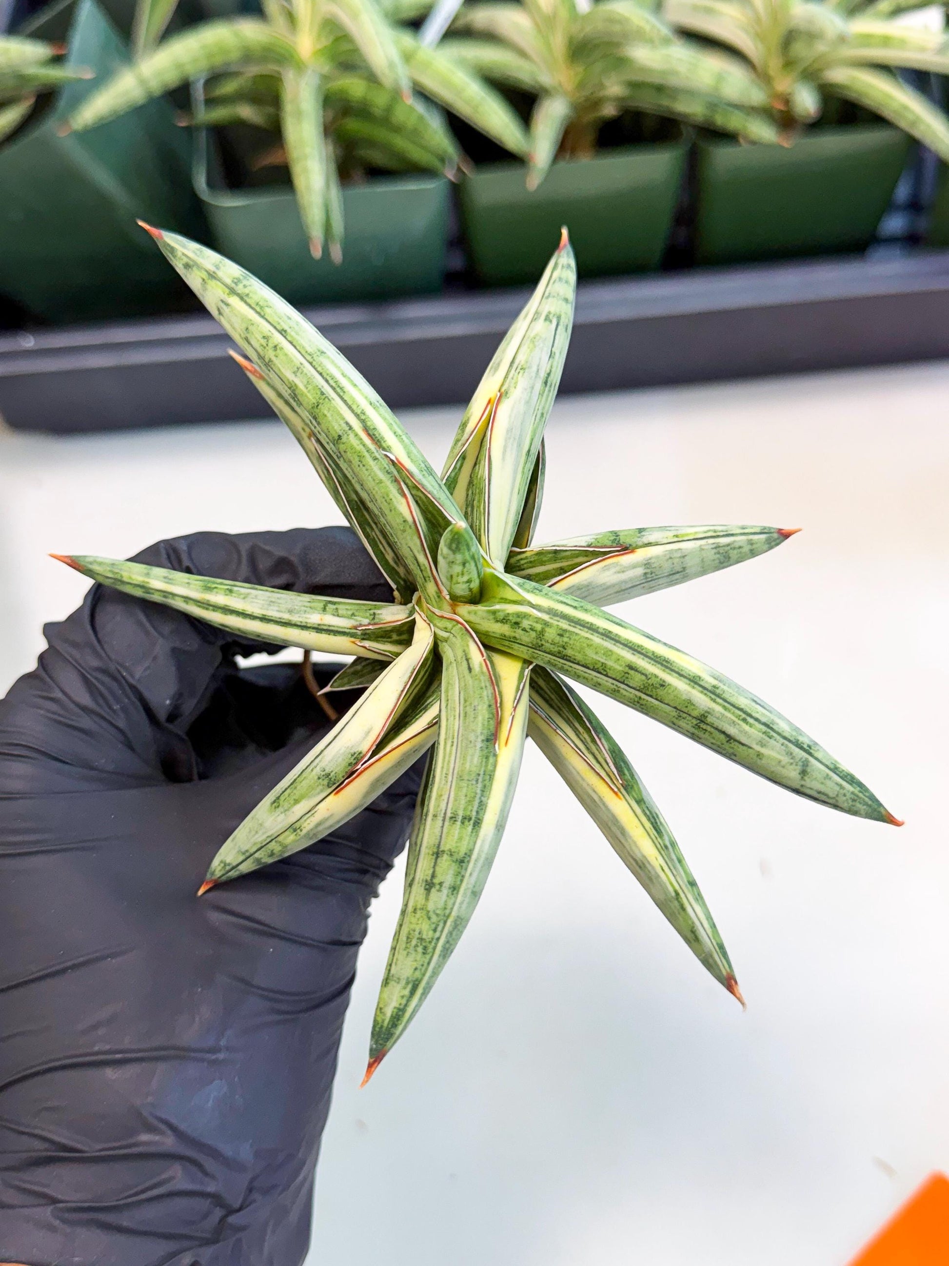 Sansevieria Lav 1970 var (ca4) (o) | Imported
