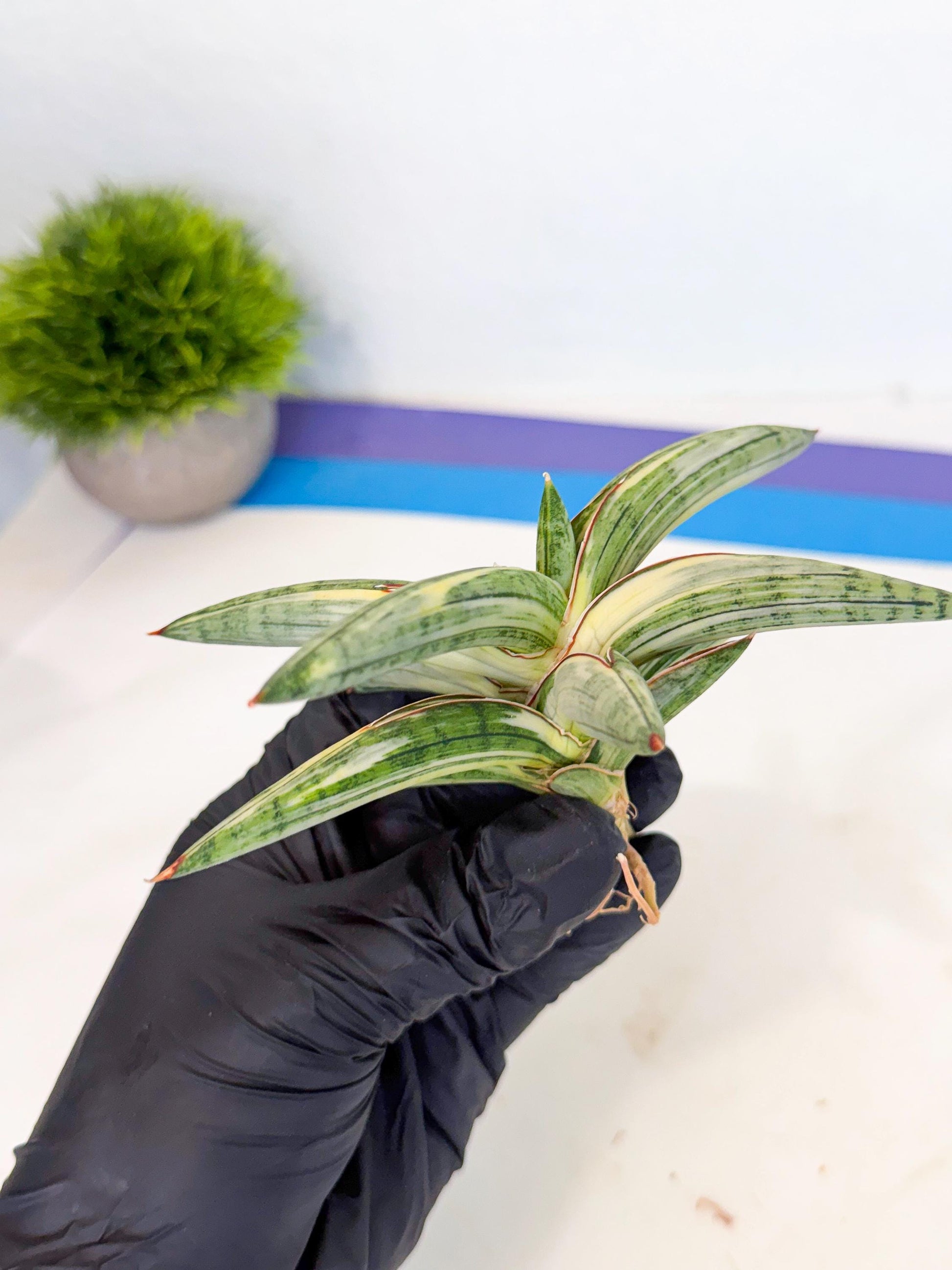Sansevieria Lav 1970 var (ca4) (o) | Imported