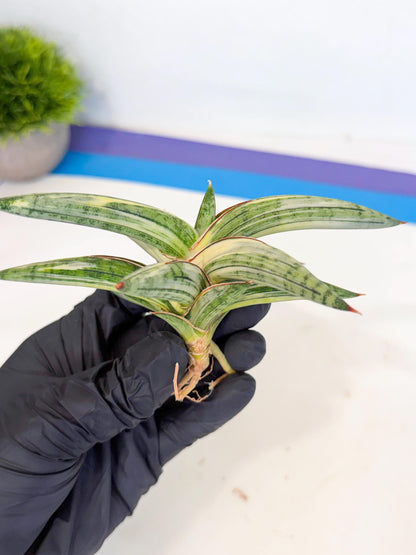 Sansevieria Lav 1970 var (ca4) (o) | Imported