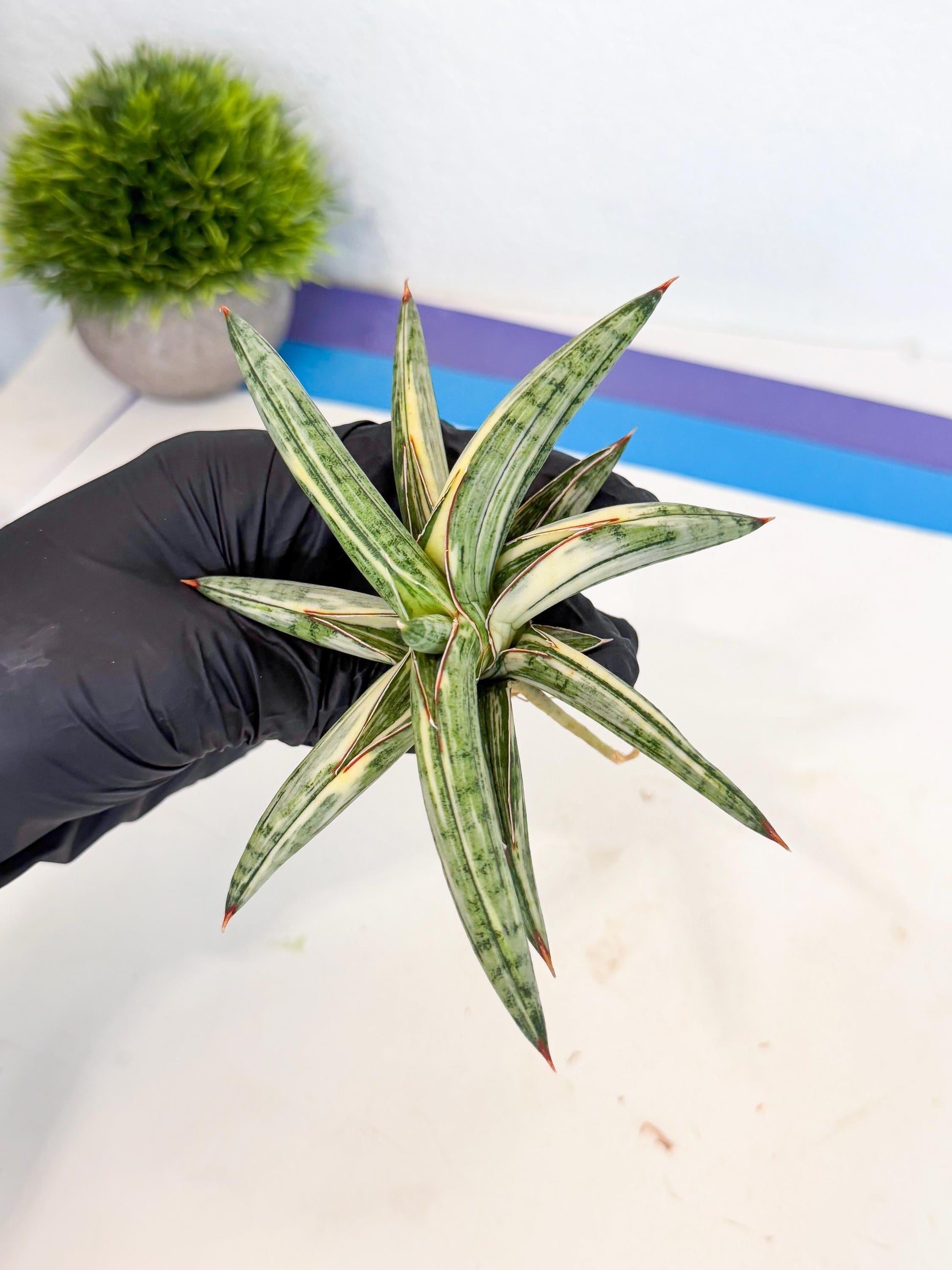 Sansevieria Lav 1970 var (ca4) (o) | Imported