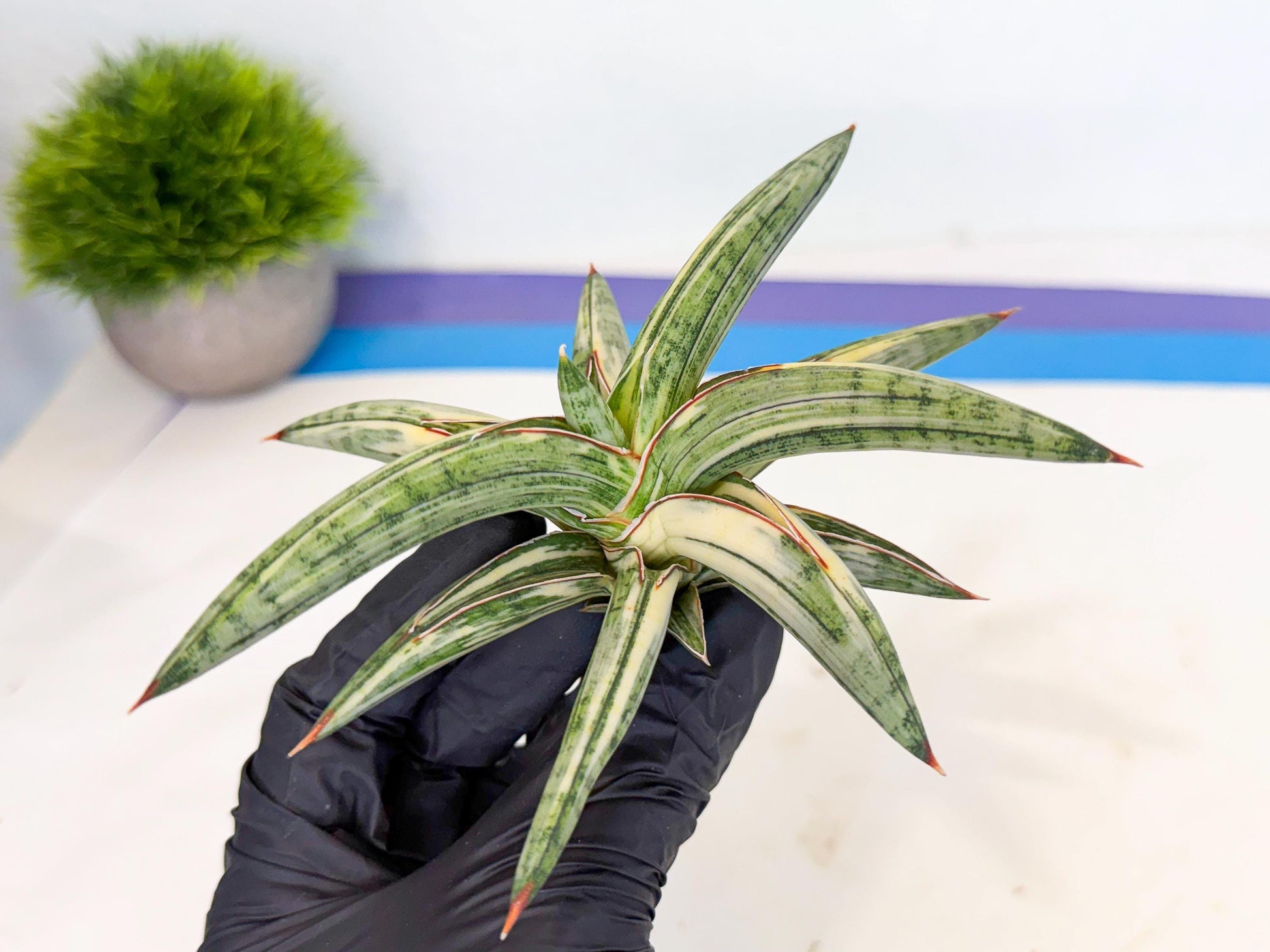 Sansevieria Lav 1970 var (ca4) (o) | Imported