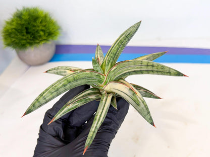 Sansevieria Lav 1970 var (ca4) (o) | Imported