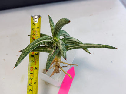 Sansevieria Lav 1970 var (ca4) (p) | Imported