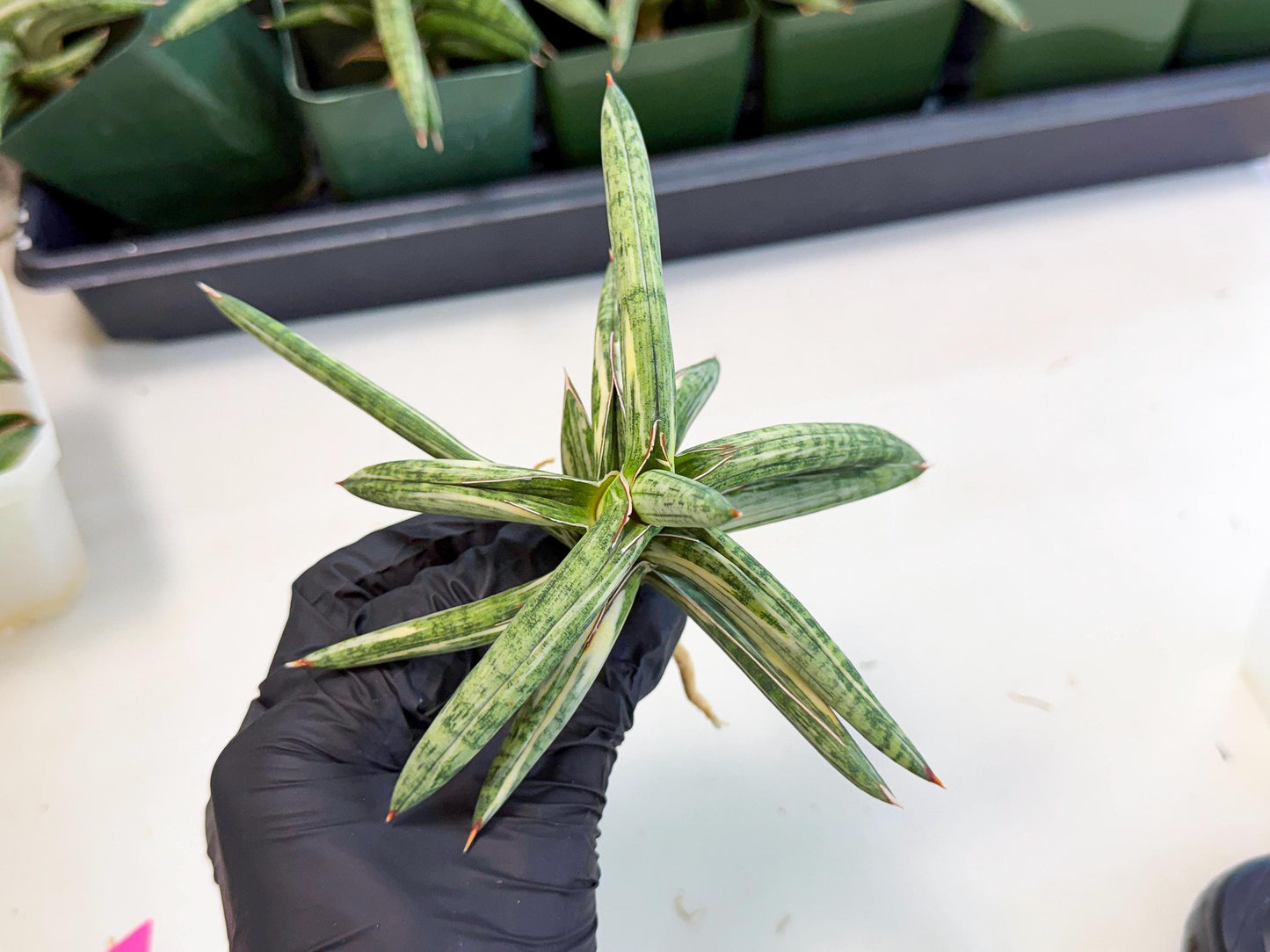 Sansevieria Lav 1970 var (ca4) (p) | Imported