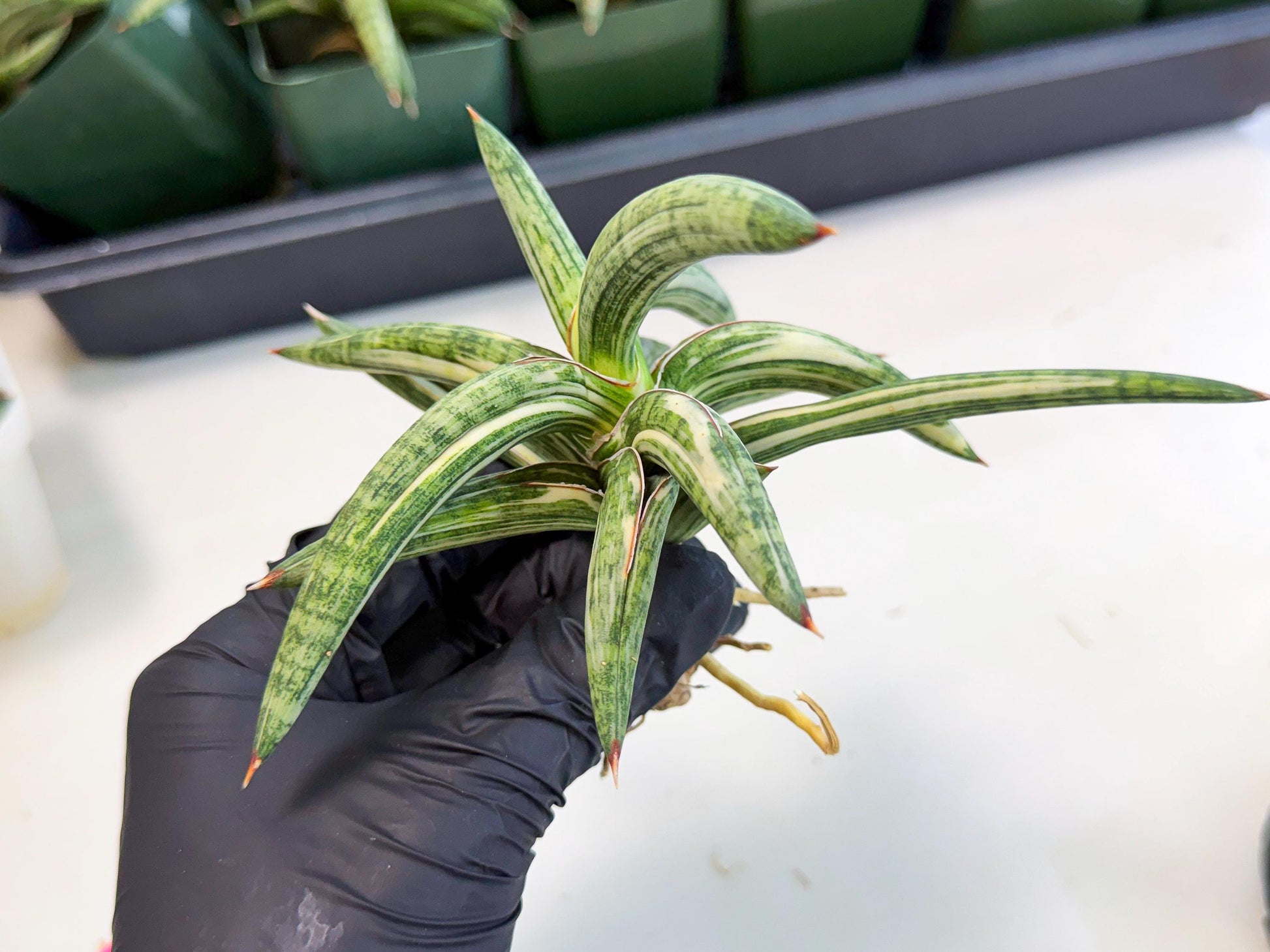 Sansevieria Lav 1970 var (ca4) (p) | Imported