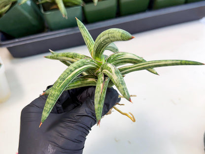 Sansevieria Lav 1970 var (ca4) (p) | Imported