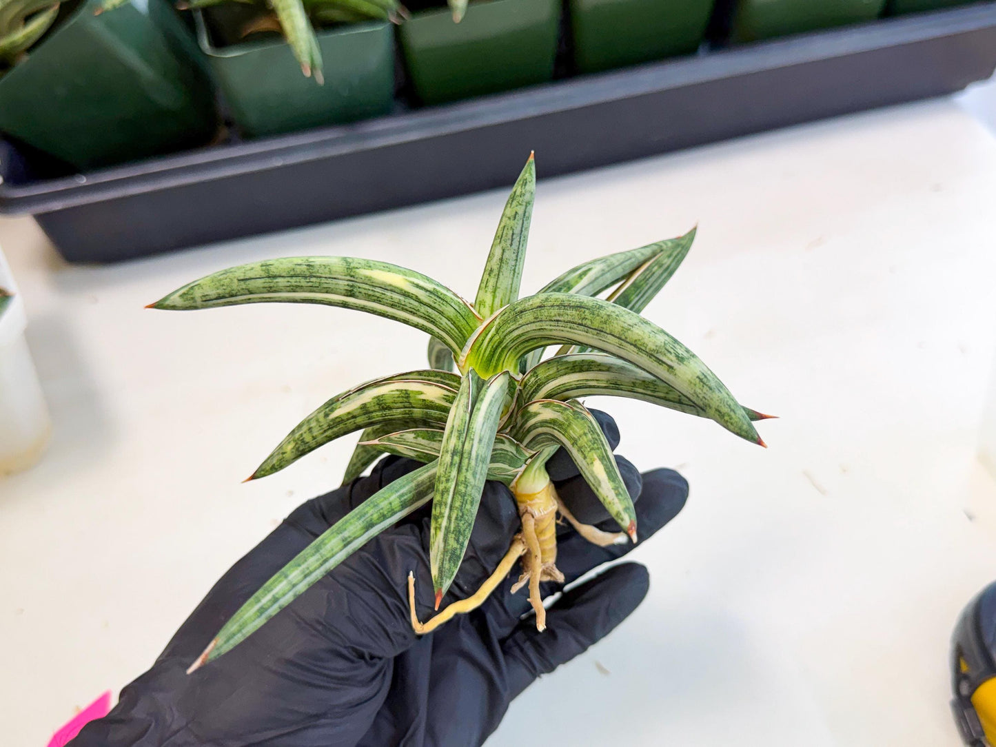 Sansevieria Lav 1970 var (ca4) (p) | Imported
