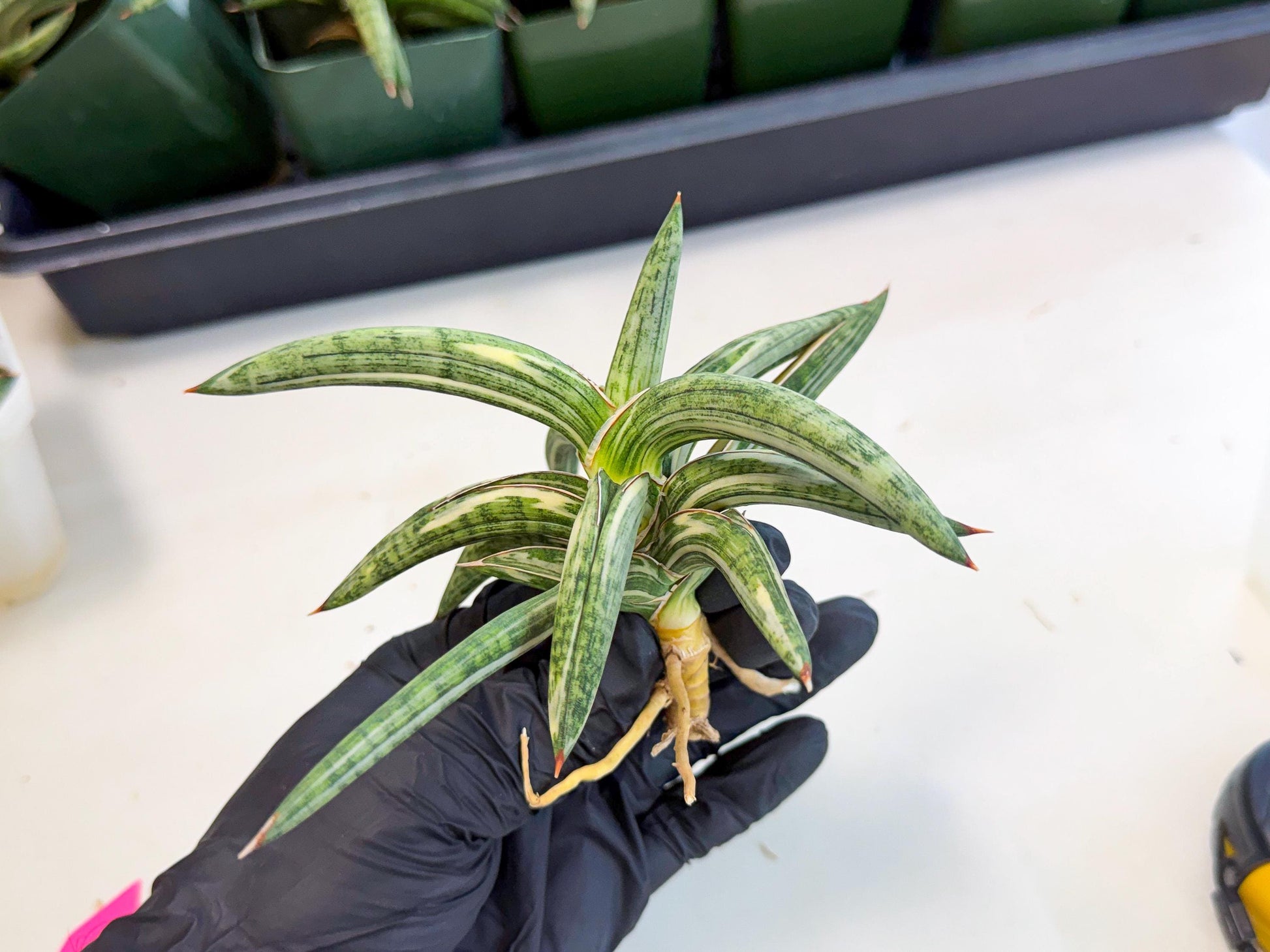 Sansevieria Lav 1970 var (ca4) (p) | Imported
