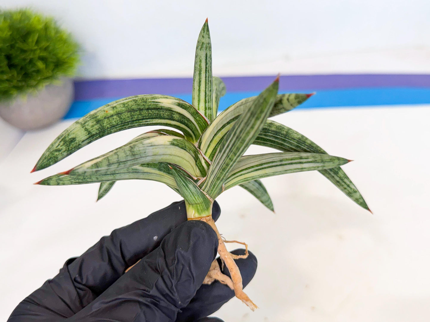 Sansevieria Lav 1970 var (ca4) (p) | Imported