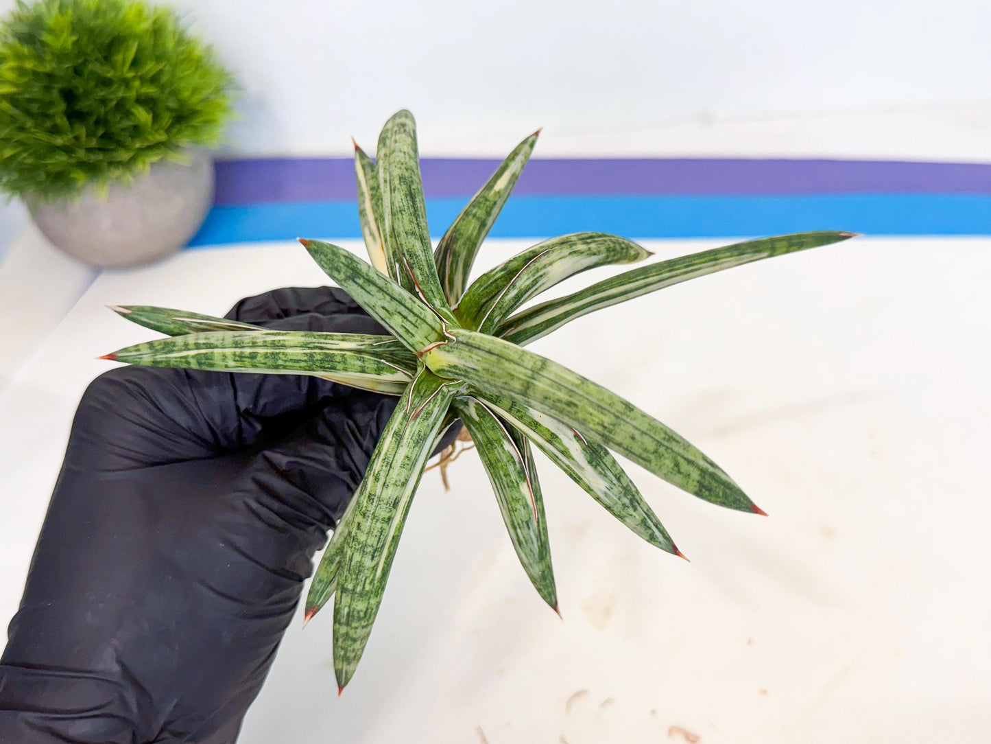 Sansevieria Lav 1970 var (ca4) (p) | Imported
