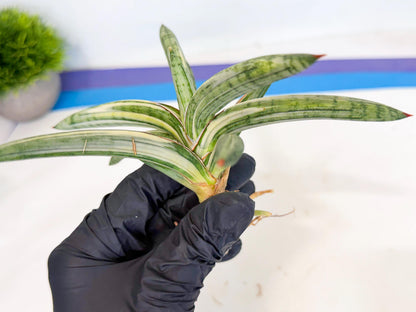 Sansevieria Lav 1970 var (ca4) (r) | Imported