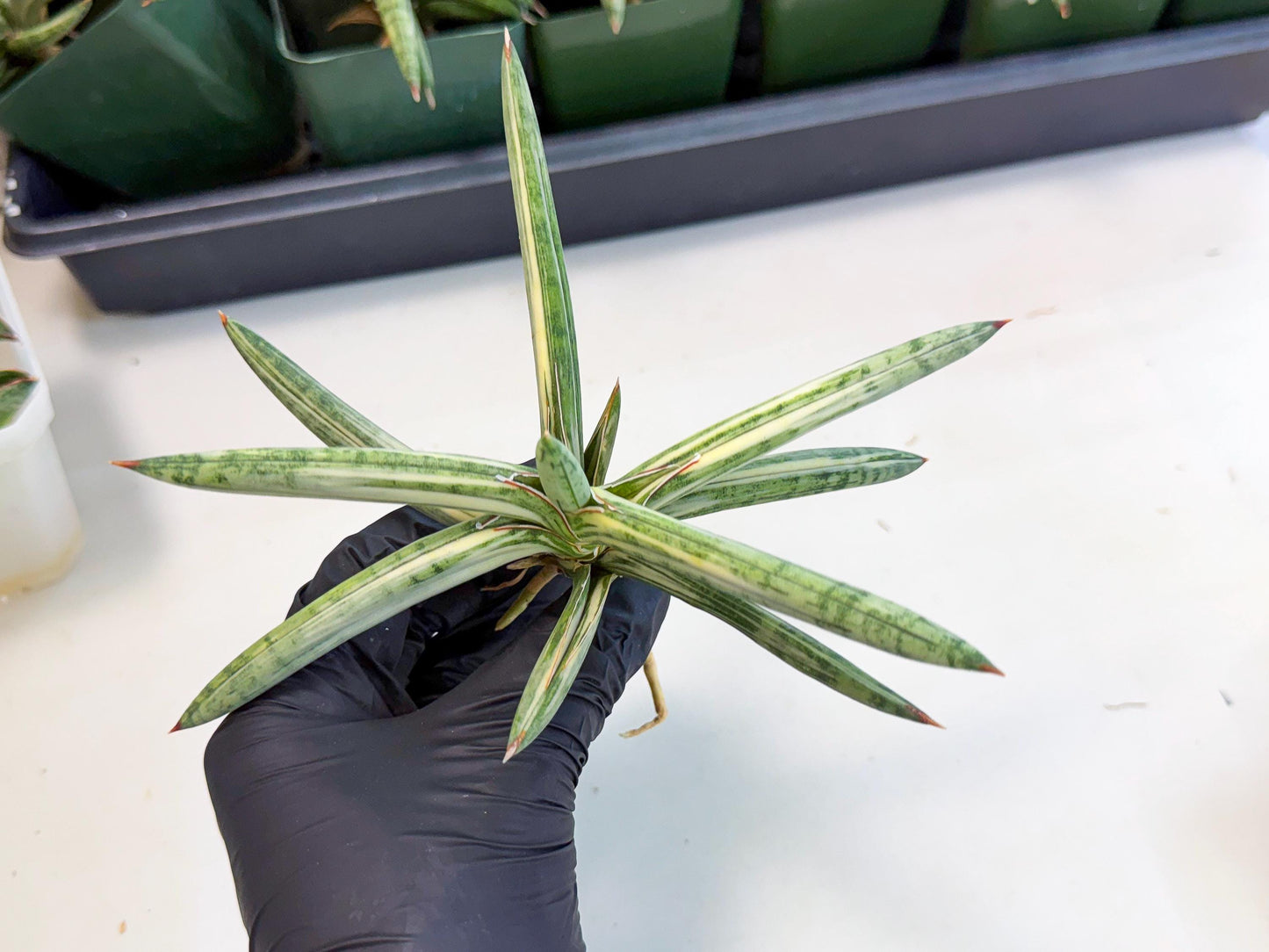 Sansevieria Lav 1970 var (ca4) (r) | Imported