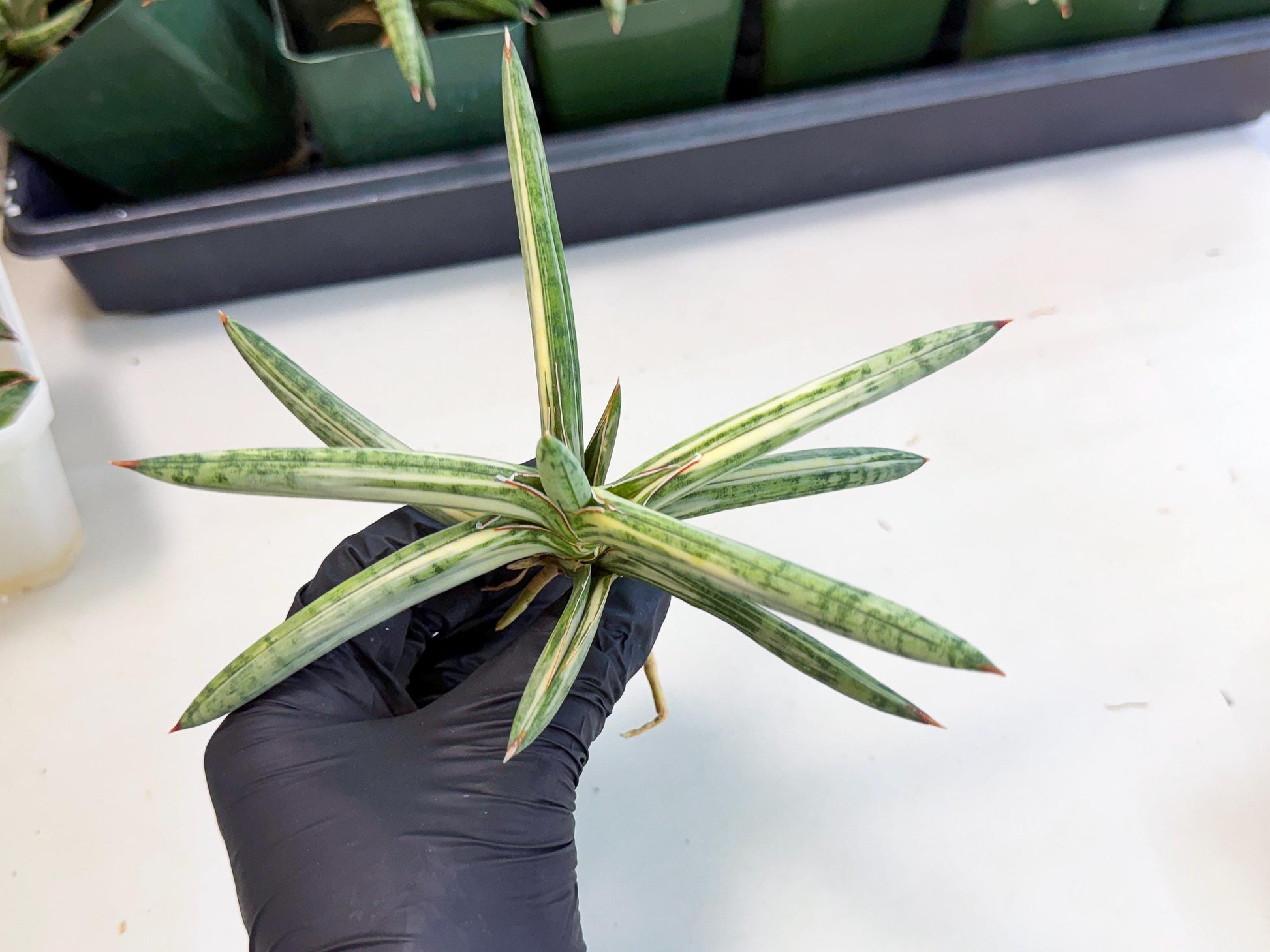 Sansevieria Lav 1970 var (ca4) (r) | Imported