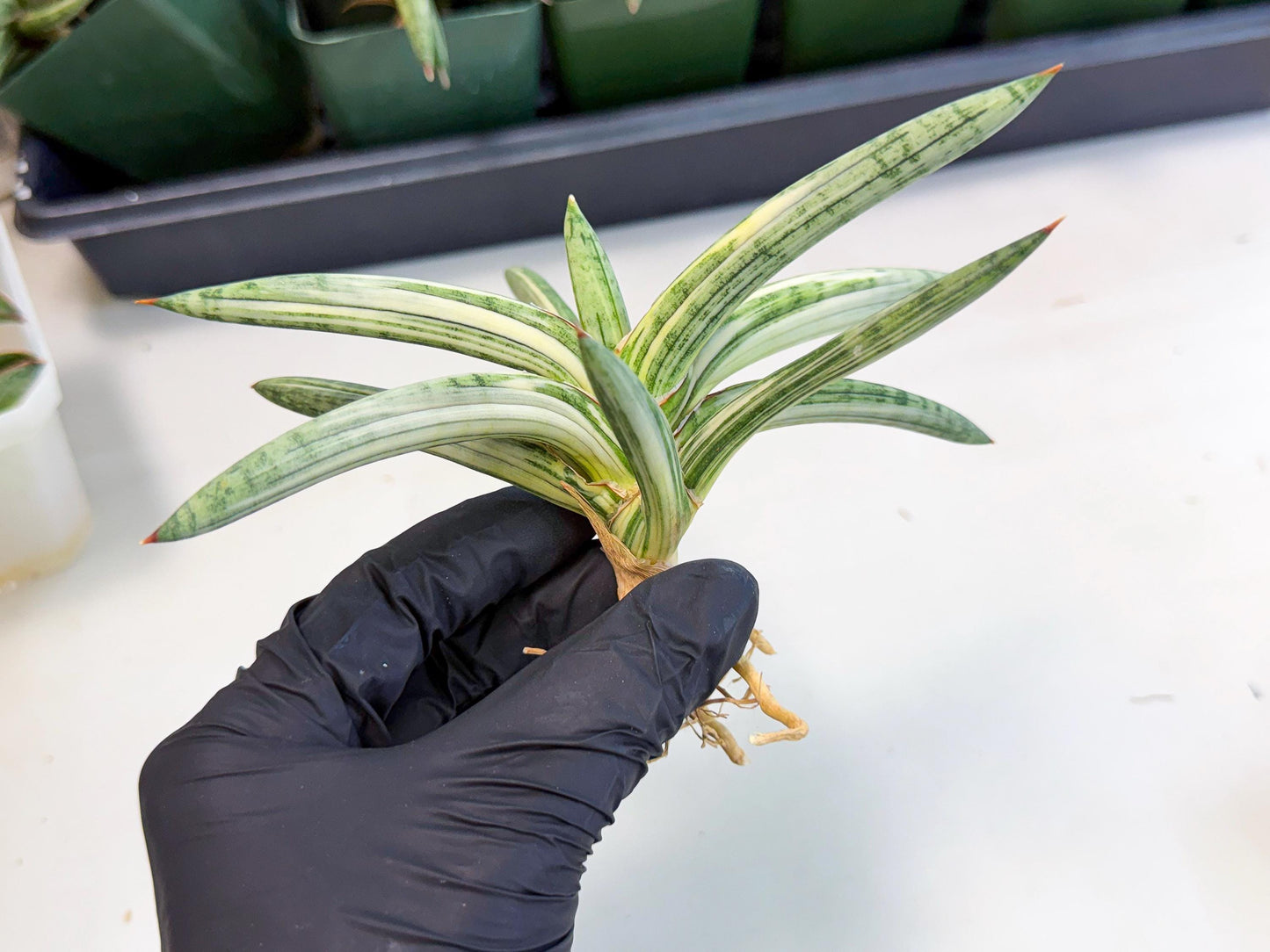 Sansevieria Lav 1970 var (ca4) (r) | Imported