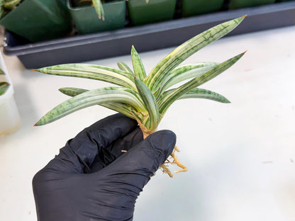 Sansevieria Lav 1970 var (ca4) (r) | Imported