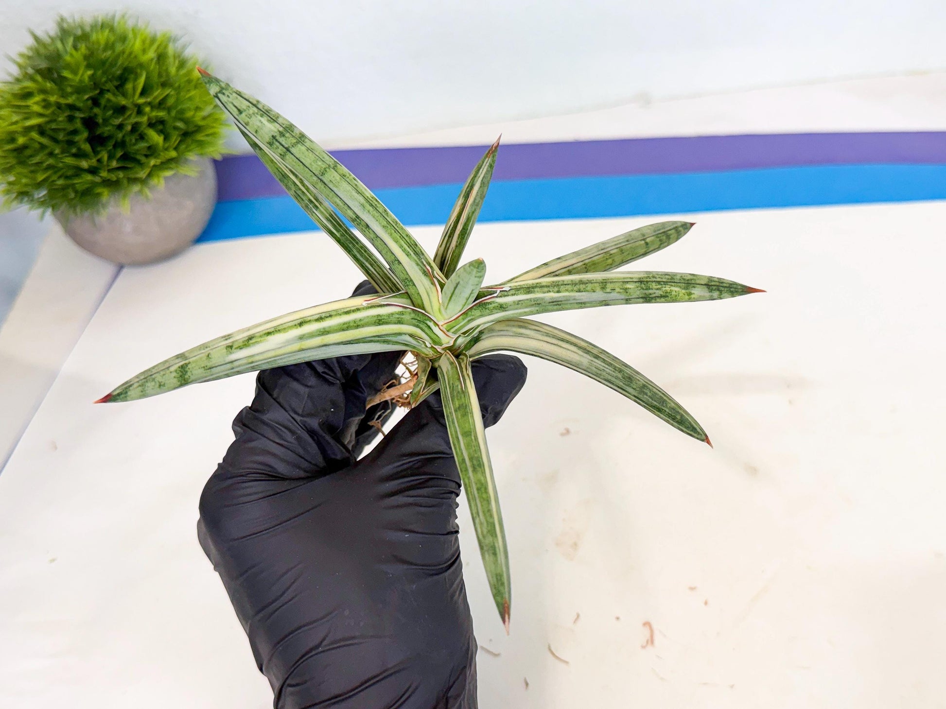 Sansevieria Lav 1970 var (ca4) (r) | Imported