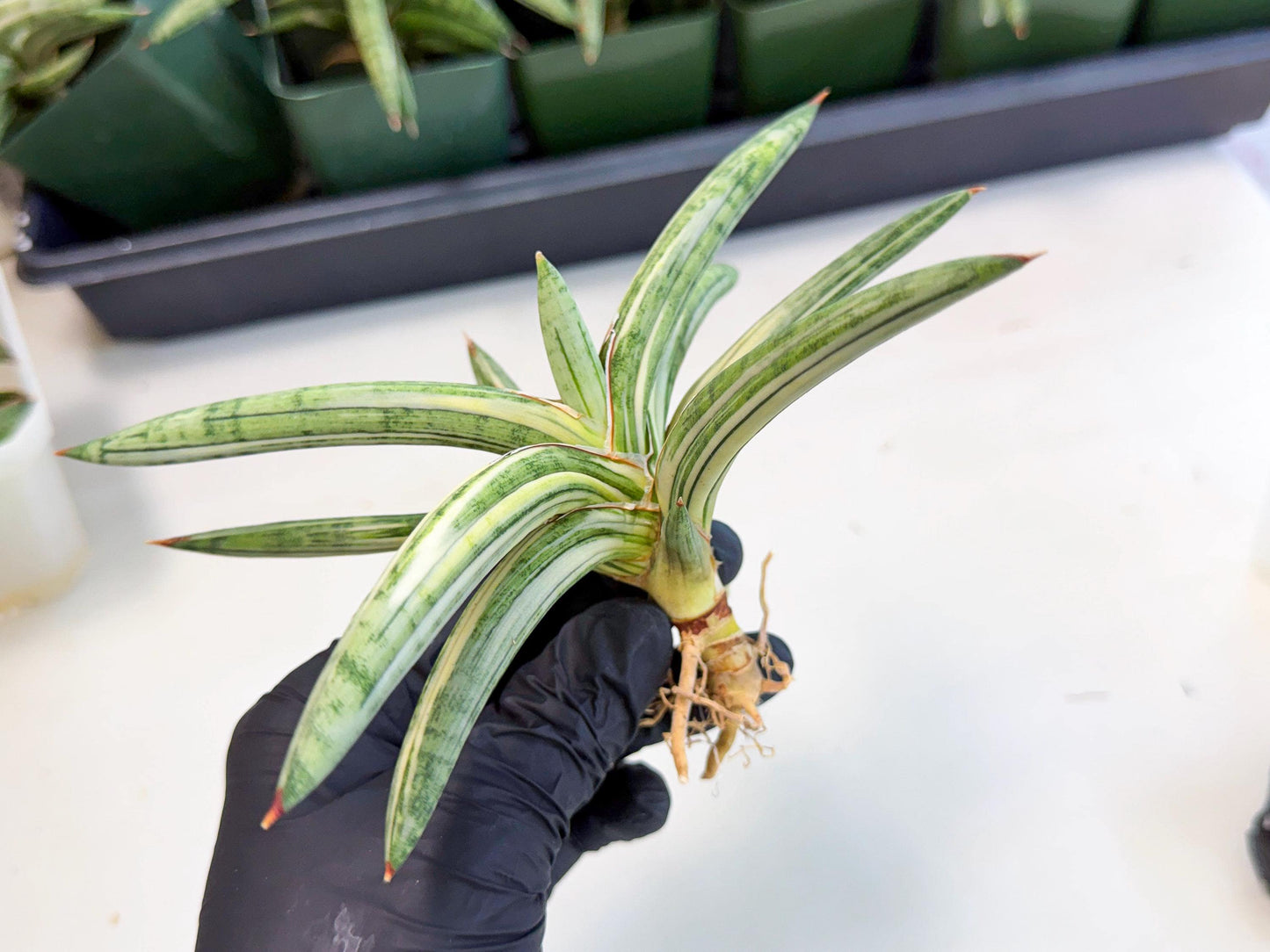 Sansevieria Lav 1970 var (ca4) (r) | Imported
