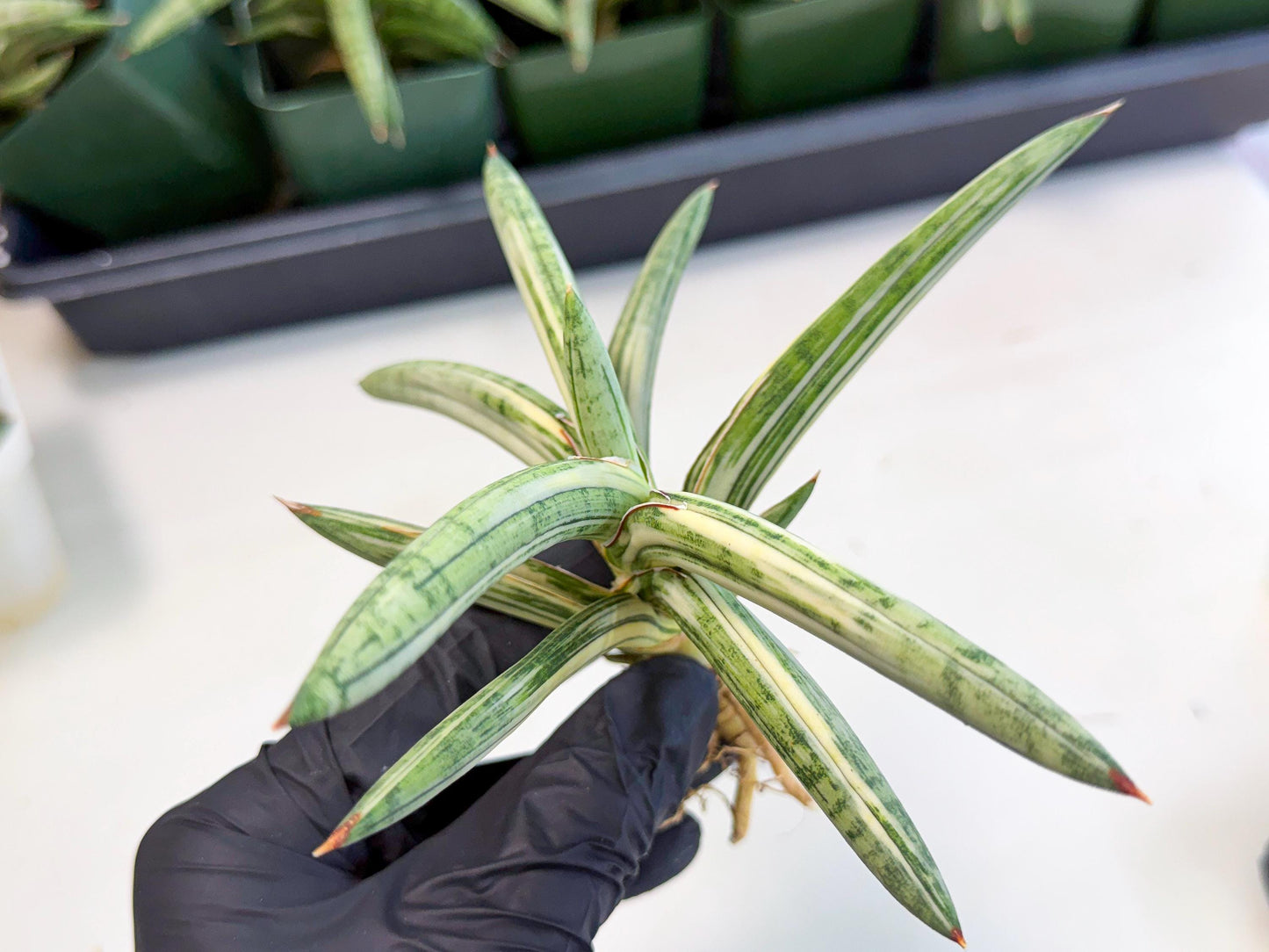 Sansevieria Lav 1970 var (ca4) (r) | Imported